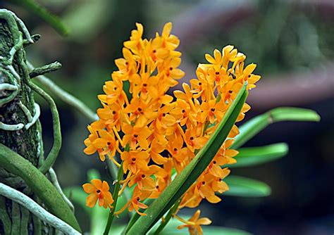 Hoa Phong Lan ViỆt Vietnam Orchids Hình Ảnh Hoa Phong Lan Rừng Đẹp Nhất