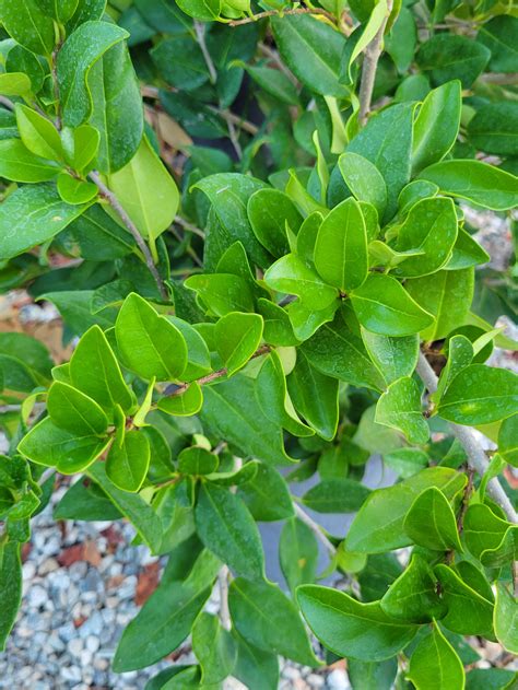 Ligustrum J Texanum Wax Leaf Privet