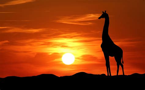 Giraffe Silhouette At Sunset Free Stock Photo - Public Domain Pictures