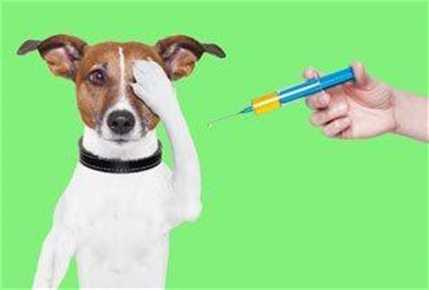 Programs in this field have contributed both to the health of dogs and to the public health. Are All Vaccinations Necessary? - The Dogington Post