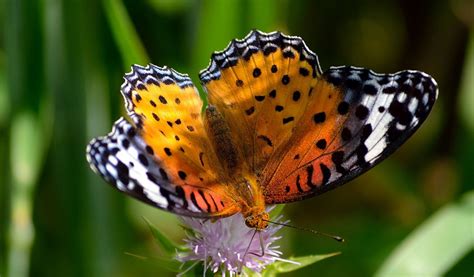 Butterfly Wings Patterns Grass Flower 1024x600