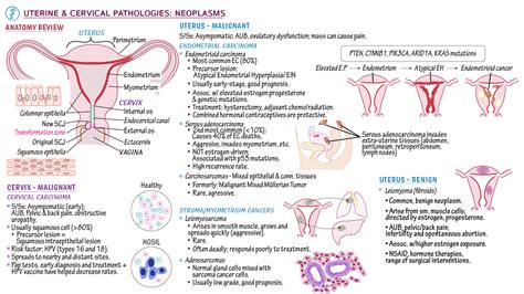 Week Uterine Pathology Uterine Wall Cervical And Vagina My XXX Hot Girl