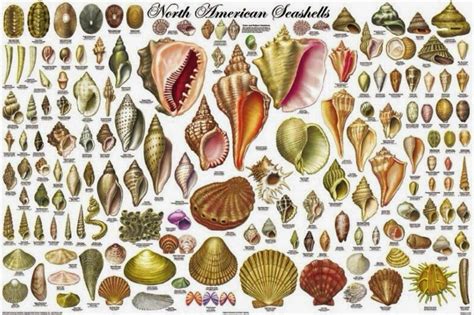 Enrhedando Malyla42 Gmail Sea Shells Seashell