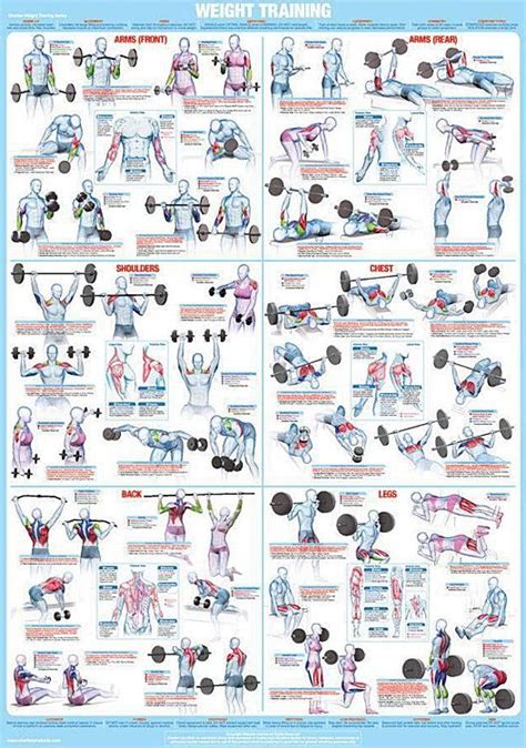 weight training fitness complete body instructional wall chart poster chartex products