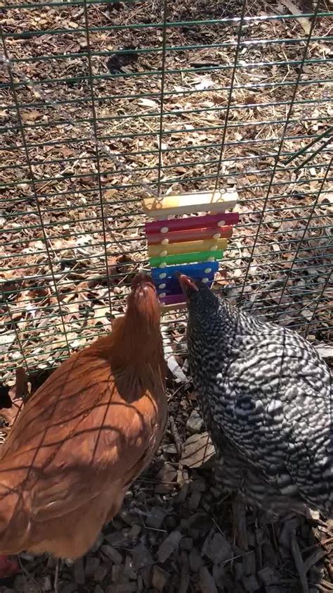 Chickens Play The Xylophone