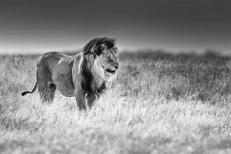 Black And White Photography Lion