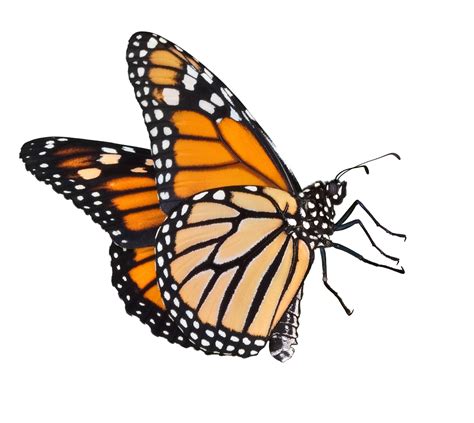 Butterflies Icon Download Png Transparent Background Free Download
