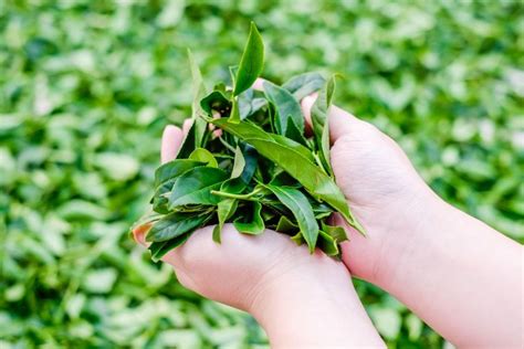 Transforming Tea Leaves The Art Of Fermentation For A Health Boosting