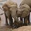 Orphaned Elephants Change Where They Live In Response To Poaching 