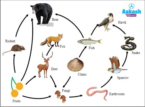 What Are Food Chain Definition Types And Importance Biology Aesl