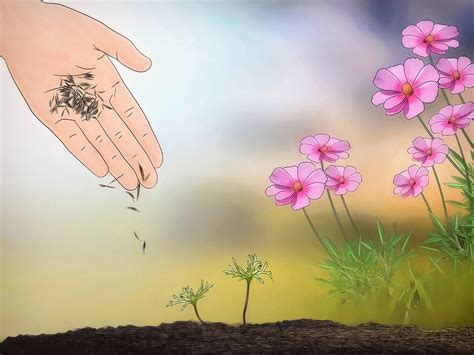 3 Ways To Grow Cosmos Flowers Wikihow