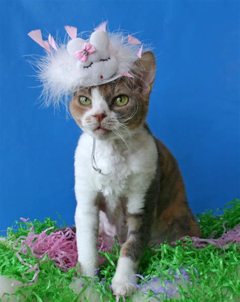 Daisy The Curly Cat My Easter Bonnet
