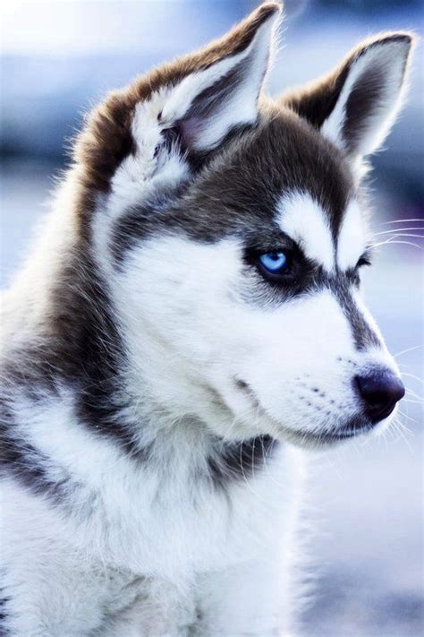 Beautiful Siberian Husky Woof Dogs Pet Dogs Animals