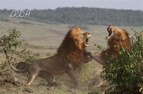 Lions In Battle Africa Geographic