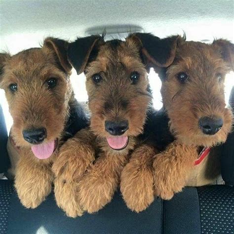 welsh terrier airedale dogs terrier dog breeds airedale puppy
