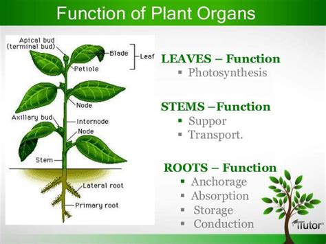 What Is The Primary Function Of Plant Leaves