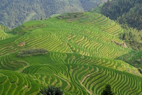 Image Result For Rice Fields China Aerial View Aerial View Nature