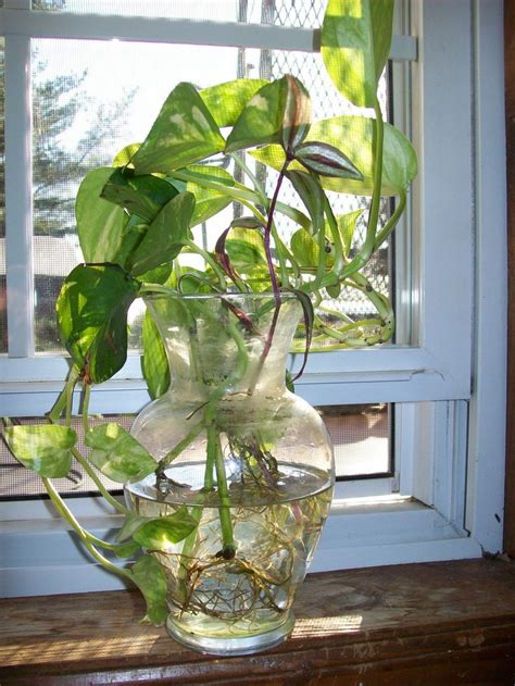Maybe you would like to learn more about one of these? Best 25+ Money plant in water ideas on Pinterest | Dirt image easy, Water plants and Garden ...