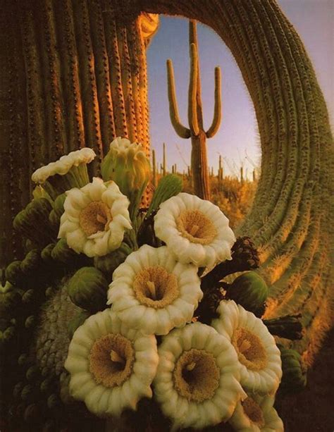 Desierto De Sonora Cactus Desert Flowers Beautiful Flowers Plants