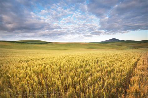 Wheat Fields Palouse Washington - Alan Majchrowicz