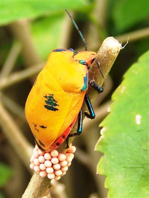 Harlequin Hibiscus Bug Laying Her Eggs The Harlequin Hibis Flickr