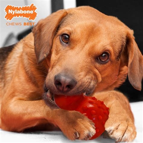 Nylabone Strong Chew Stuffable Cone Rubber Dog Interactive In The Pet