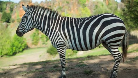 Pin On Plains Zebra
