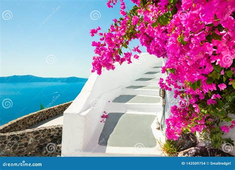 White Architecture And Pink Flowers With Sea View Santorini Island