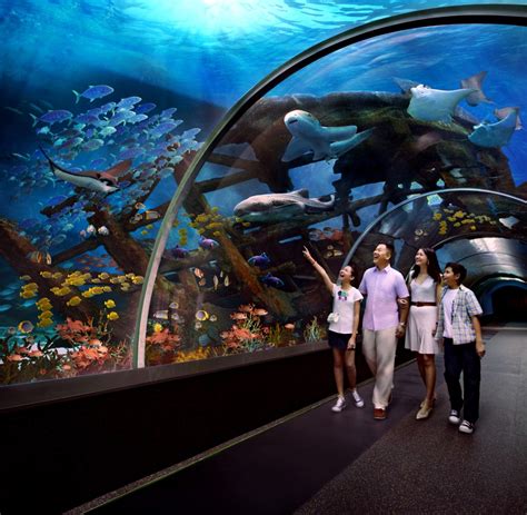 Sea Aquarium In Singapore Attraction Pass L Iventure Card