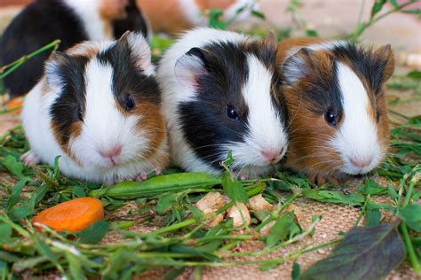Why Do Guinea Pigs Need Vitamin C Supreme Petfoods