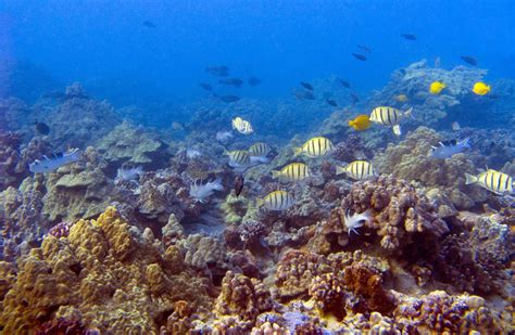 Survey Of Mauis Coral Reefs Informs State Efforts