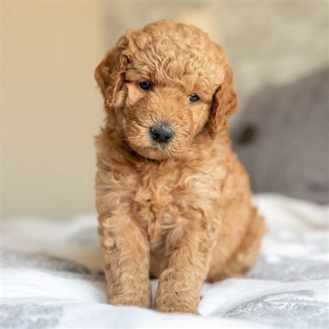 A miniature goldendoodle is quite an amazing creature that has been bred for its we get coat types from slightly wavy to moderately curly and coloring from completely blonde to golden red. About Us - Mini Goldendoodle Puppies Available