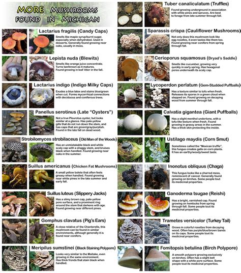Part 2 Of 2 19 More Mushrooms Commonly Found In Michigan Rmycology