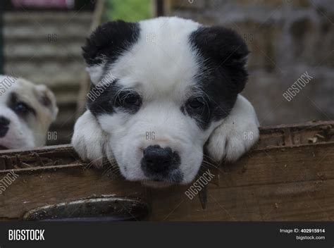 Native Breeds Dogs Image And Photo Free Trial Bigstock