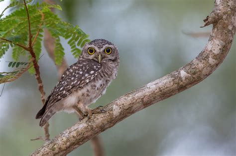 THE SPOTTED OWLET