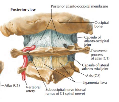 Head And Neck Anatomy Vertebral Artery
