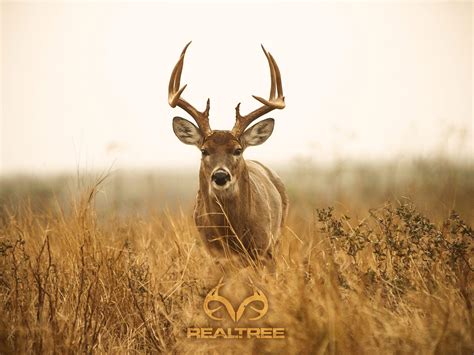 Whitetail Deer Hunting Desktop Wallpapers Bigbeamng Store