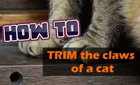 How To Trim The Claws Of A Cat In 2020 Cats The Claw Cat Paws