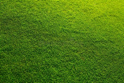 Beautiful Green Grass Texture From Golf Course Stock Image Image Of