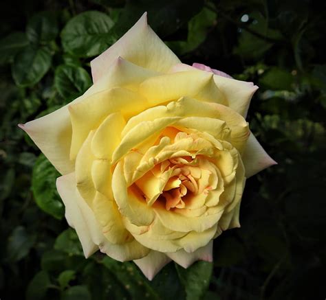 Yellow Peace Rose Lovely Rose Gardening Express Graphy Love