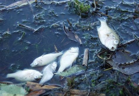 Impact Water Pollution