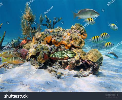 Tropical Marine Life With Fish Coral And Sponge