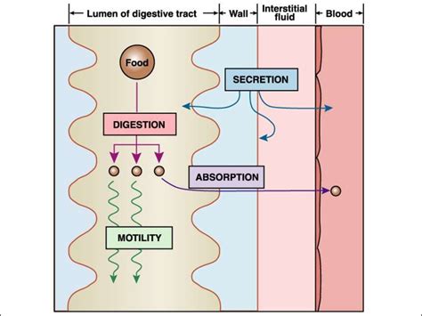 Physiology of digestion and absorption - презентация онлайн