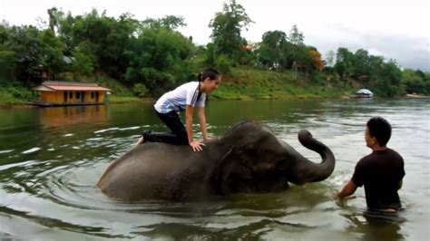 Elephant Bathing Kwai River Thailand Elephant Riding Youtube