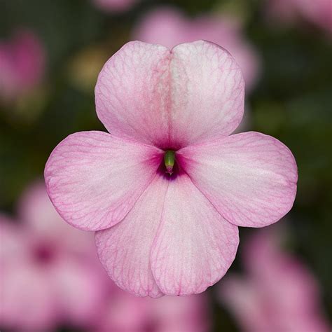 Impatiens Imara Xdr Pink F1 Harris Seeds