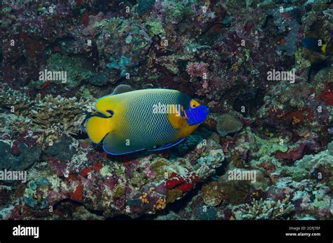 Blueface Angelfish Pomacanthus Xanthometopon Bathala Island Ari