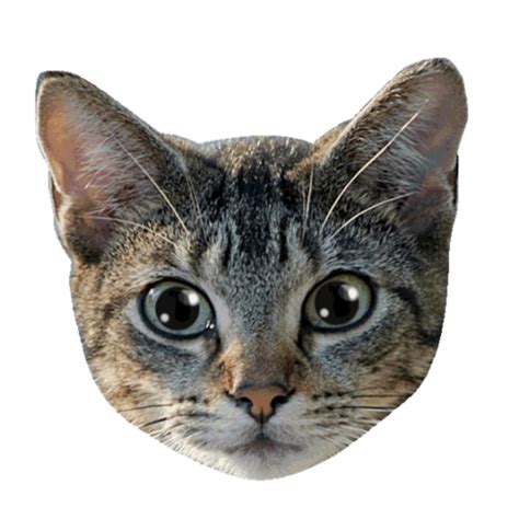 Cat Head Png Png Image Collection