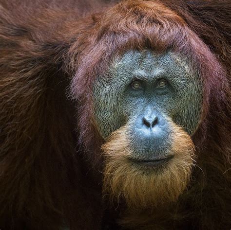 A Big Male Orangutan In The Rain Forest Indonesia Photo By Ian Plant