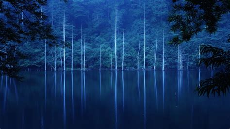 Green Trees Covered Forest In Hillside Lake With Fog During Nighttime