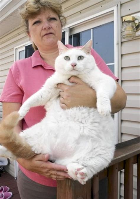 Самые толстые коты в мире 45 лучших фото
